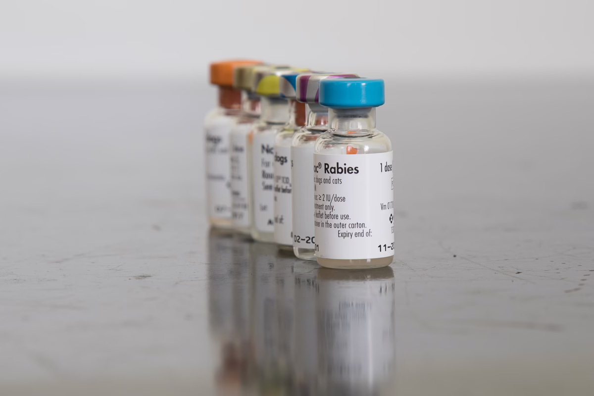 Dog Vaccines – Important Information